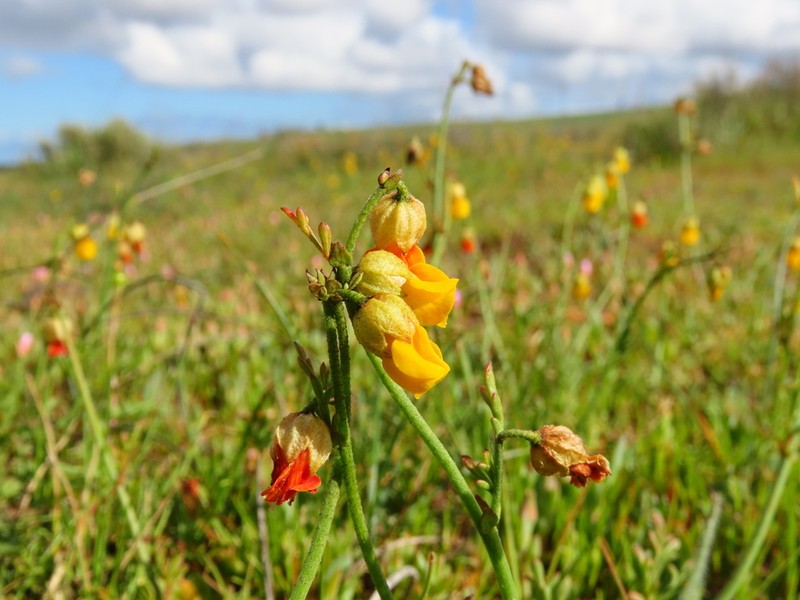 Hermannia procumbens photo 7
