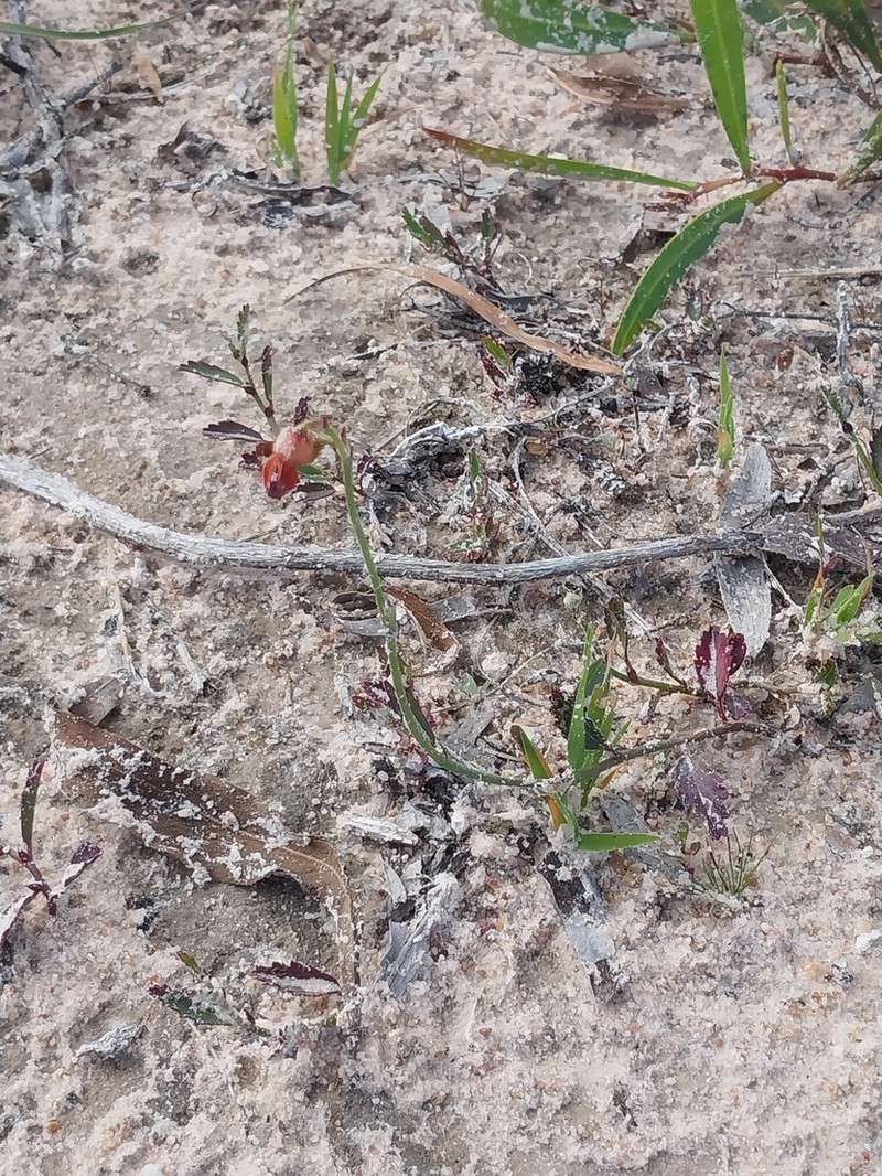Hermannia procumbens photo 8
