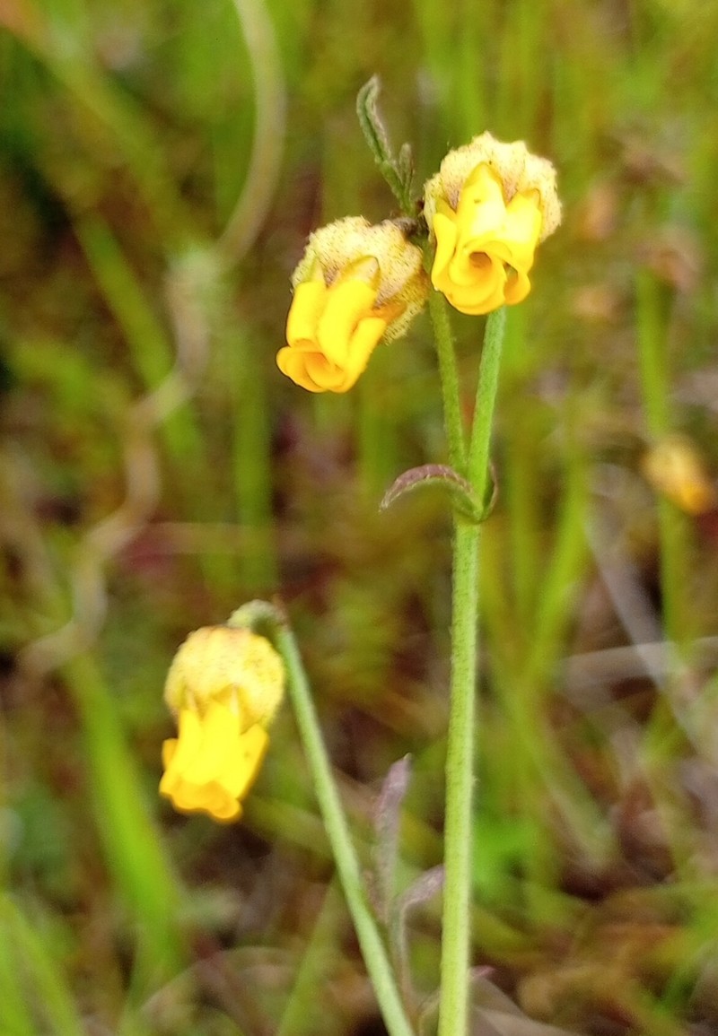 Hermannia procumbens subsp. myrrhifolia