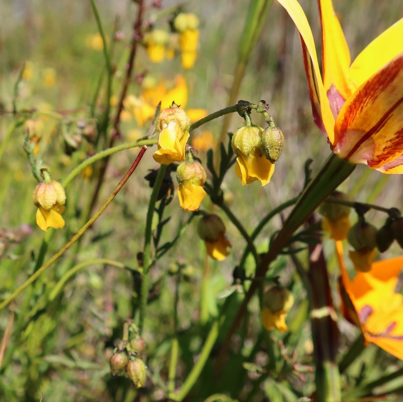Hermannia procumbens subsp. myrrhifolia photo 2