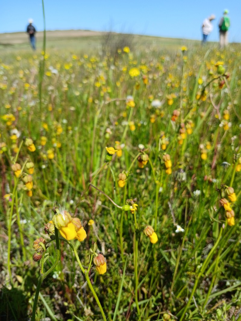 Hermannia procumbens subsp. myrrhifolia photo 3