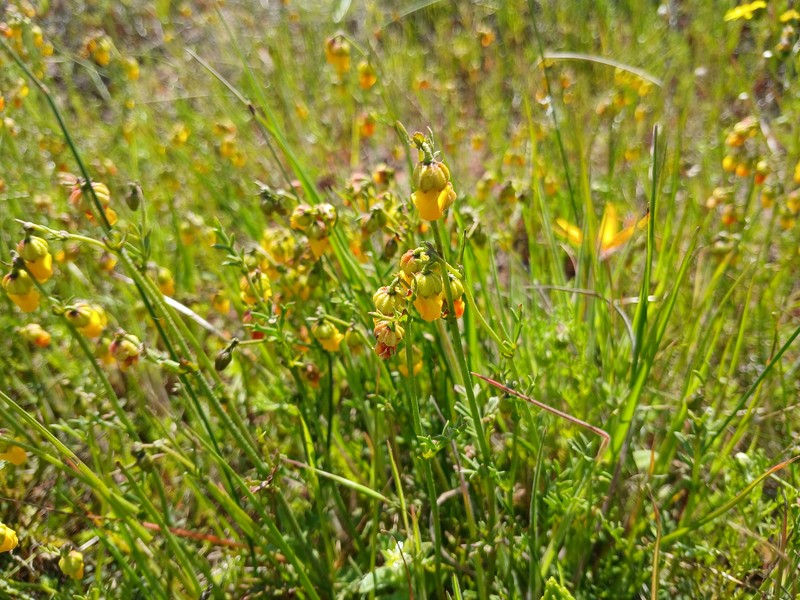 Hermannia procumbens subsp. myrrhifolia photo 4