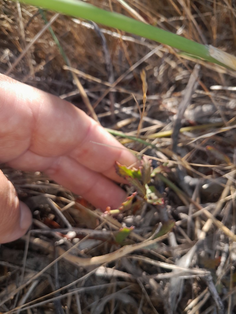 Hermannia procumbens subsp. procumbens
