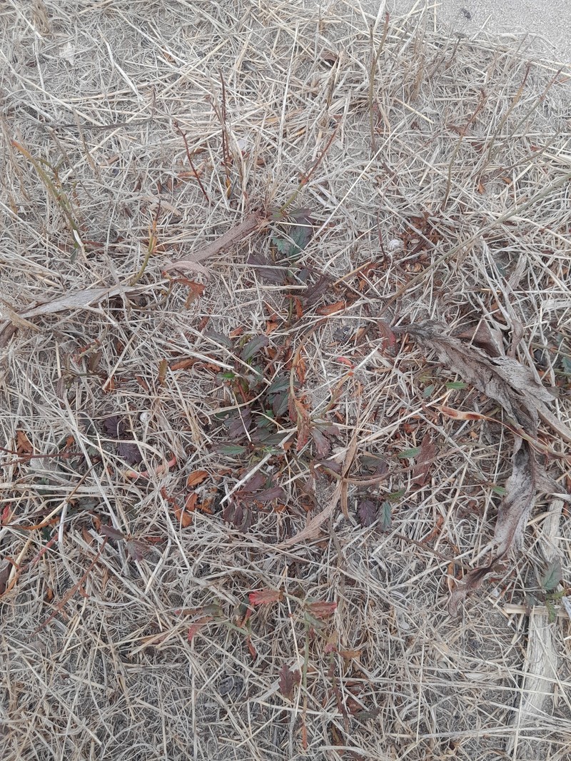 Hermannia procumbens subsp. procumbens photo 2