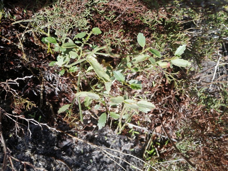 Hermannia procumbens subsp. procumbens photo 3