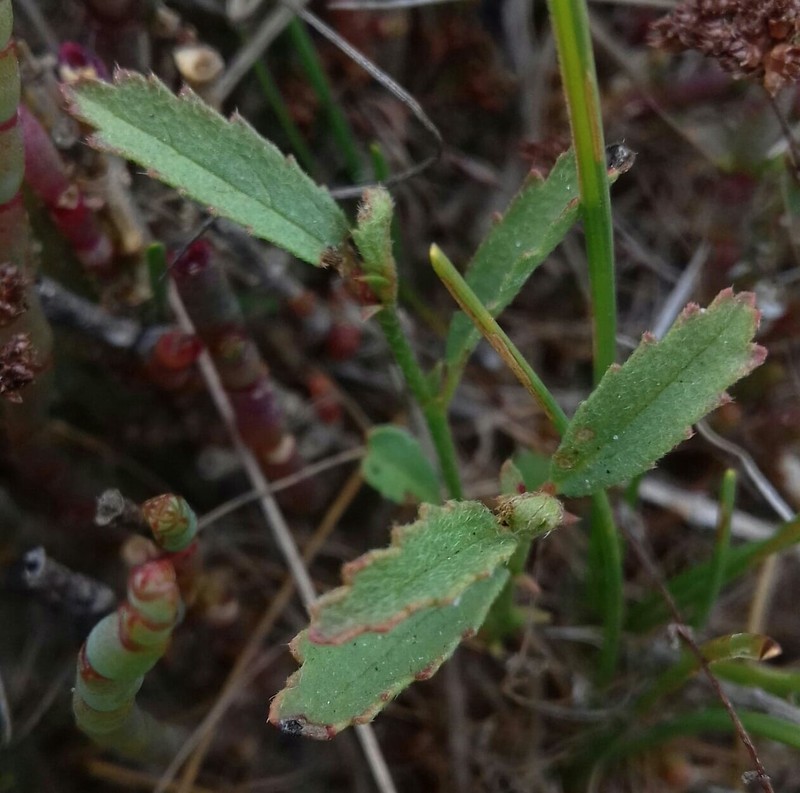 Hermannia procumbens subsp. procumbens photo 4