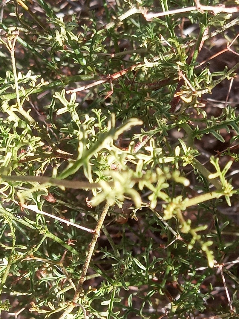 Hermannia pulchella