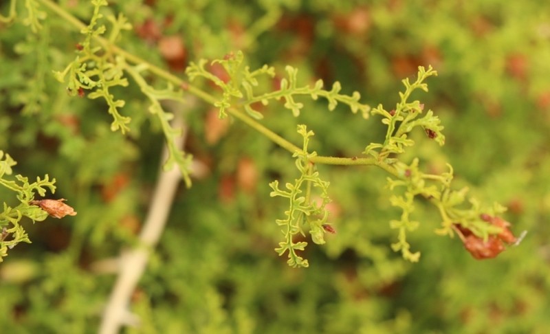 Hermannia pulchella photo 2