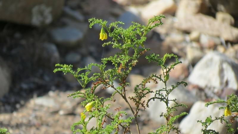 Hermannia pulchella photo 3