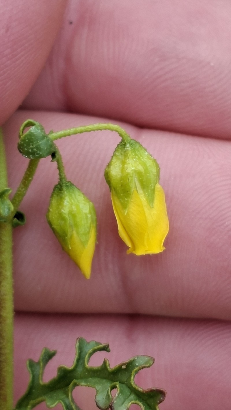 Hermannia pulchella photo 4