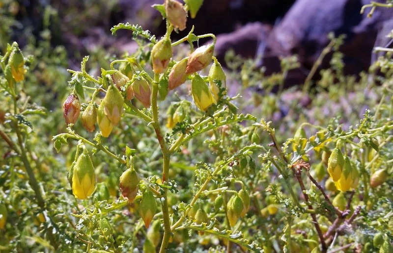 Hermannia pulchella photo 5