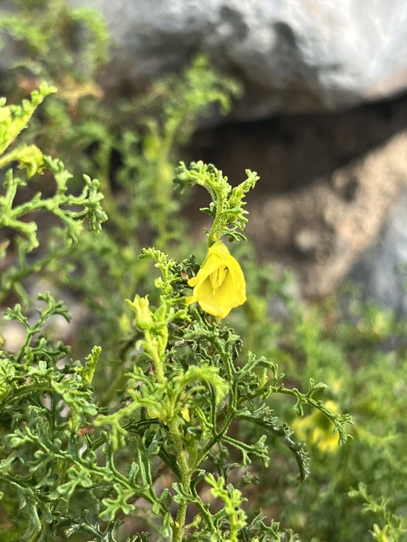 Hermannia pulchella photo 6