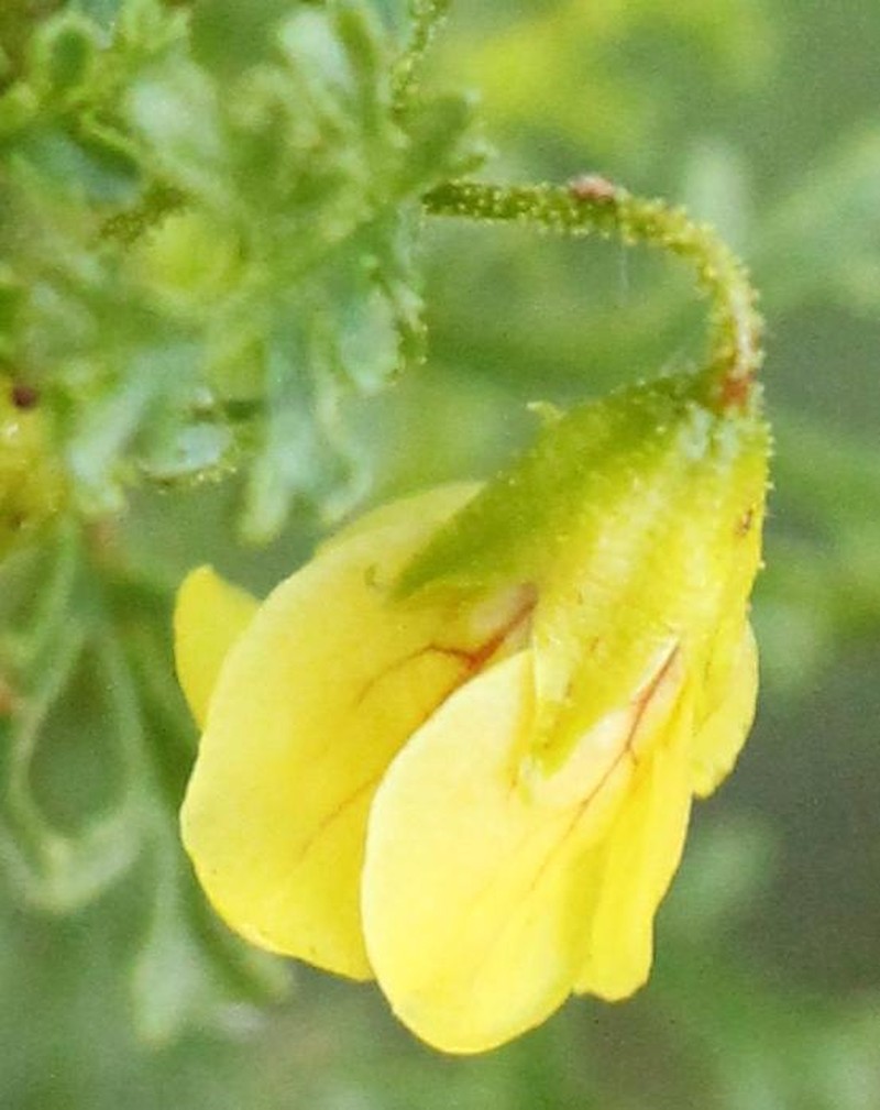 Hermannia pulchella photo 7