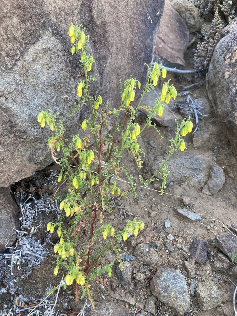 Hermannia pulchella photo 8