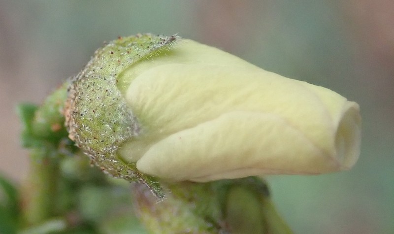 Hermannia pulverata