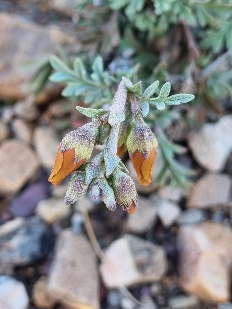 Hermannia pulverata photo 2