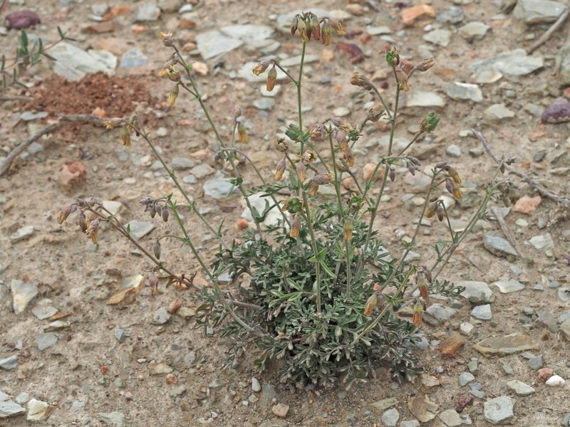Hermannia pulverata photo 3