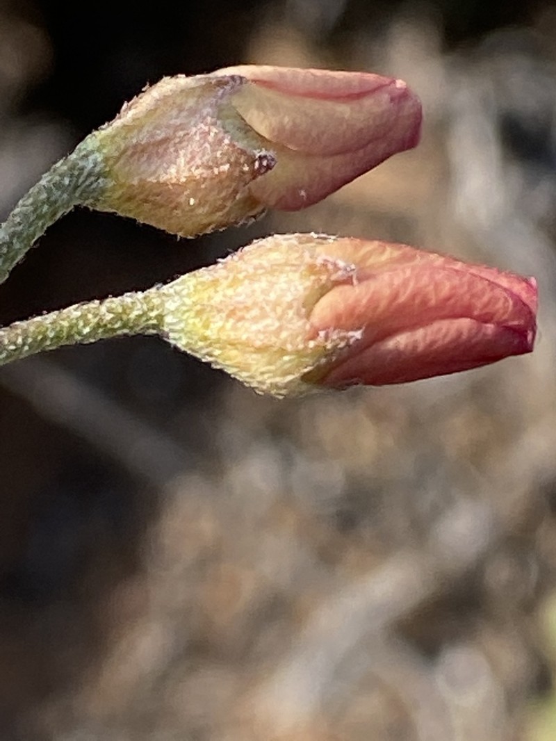 Hermannia pulverata photo 4