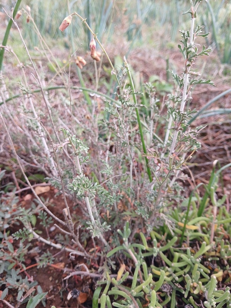 Hermannia pulverata photo 5