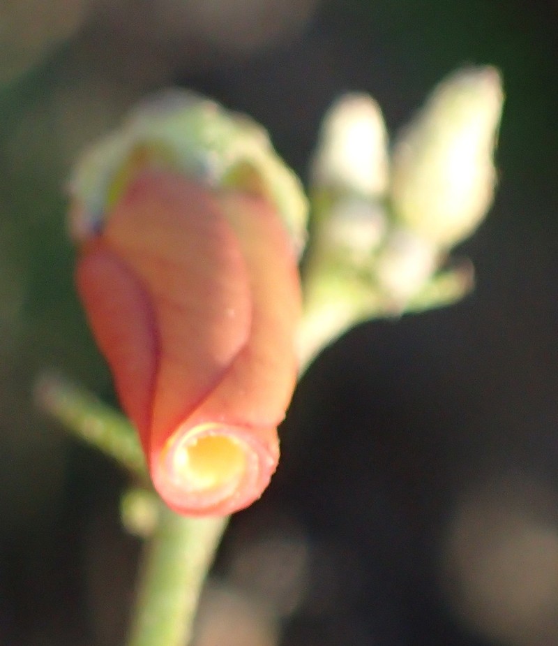Hermannia pulverata photo 6