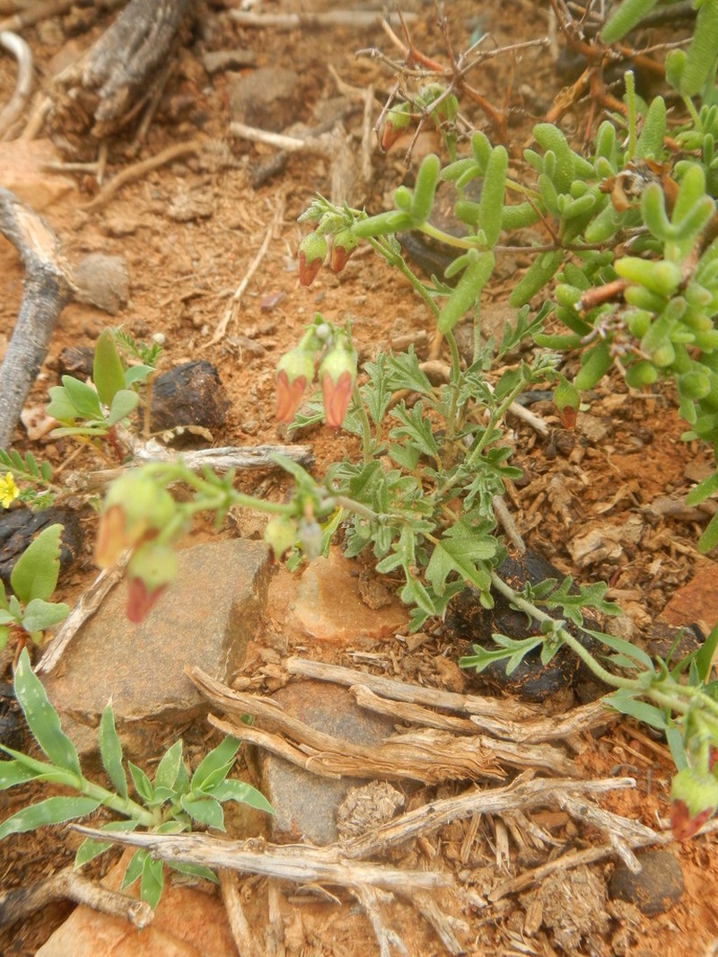 Hermannia pulverata photo 7