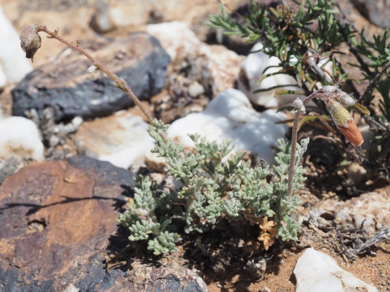 Hermannia pulverata photo 8