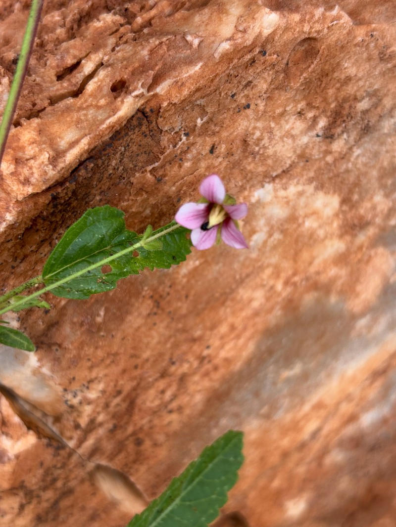 Hermannia quartiniana