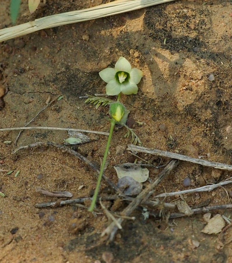 Hermannia quartiniana photo 2