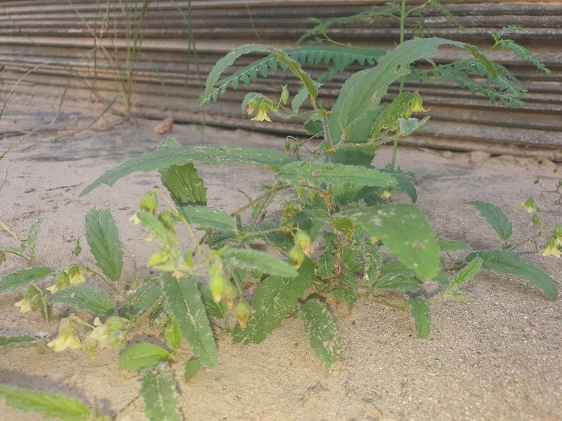 Hermannia quartiniana photo 3