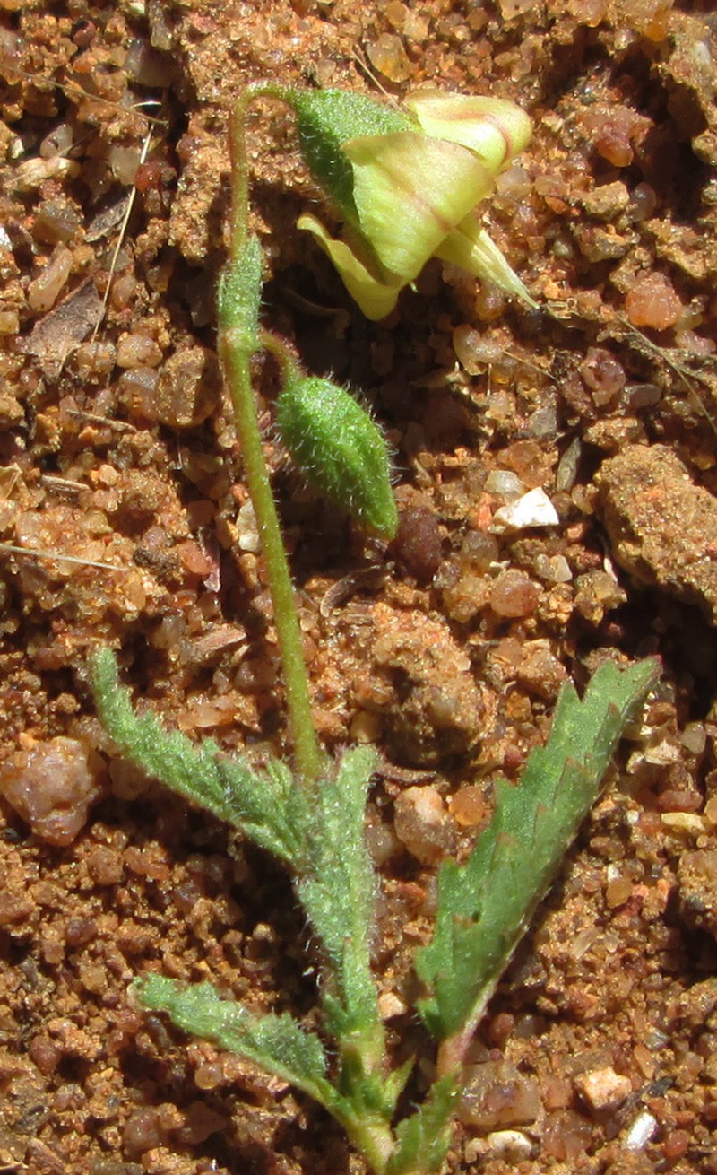 Hermannia quartiniana photo 4