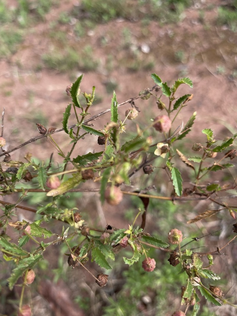 Hermannia quartiniana photo 5