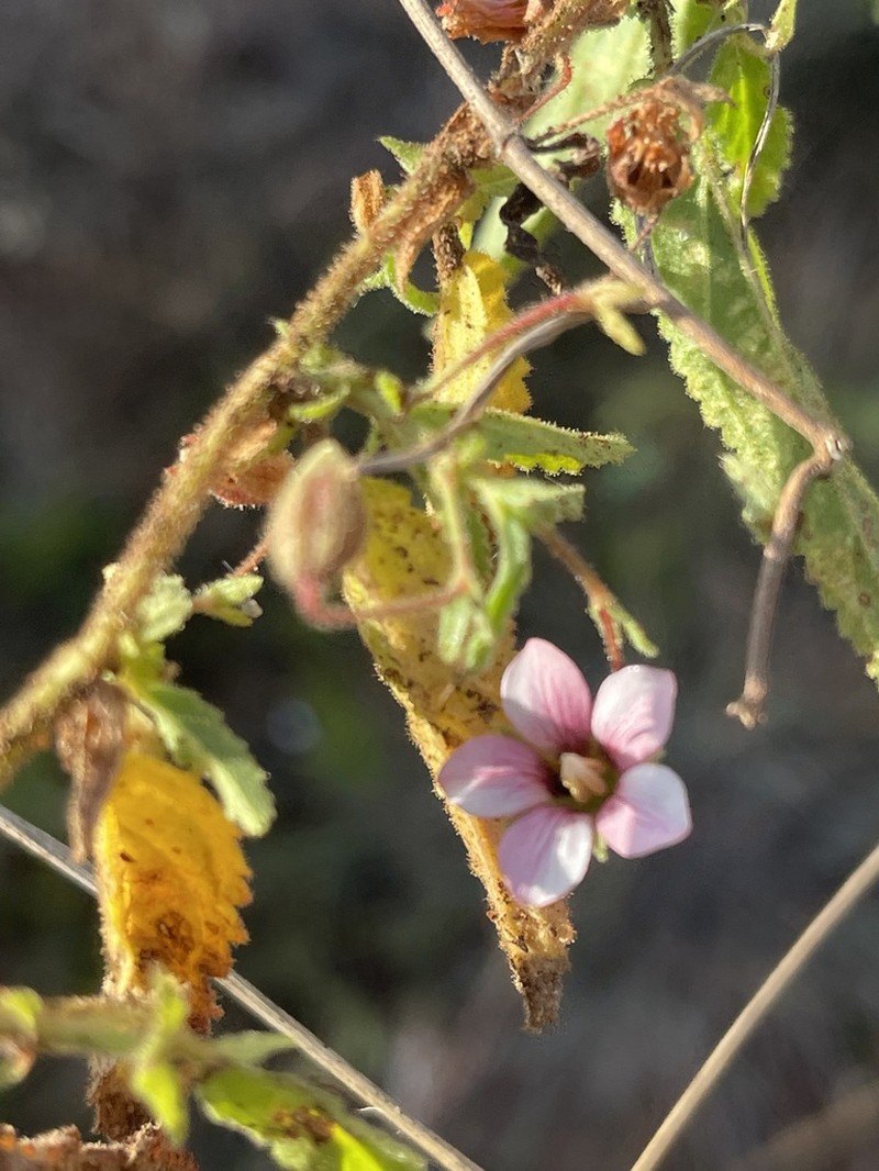 Hermannia quartiniana photo 6