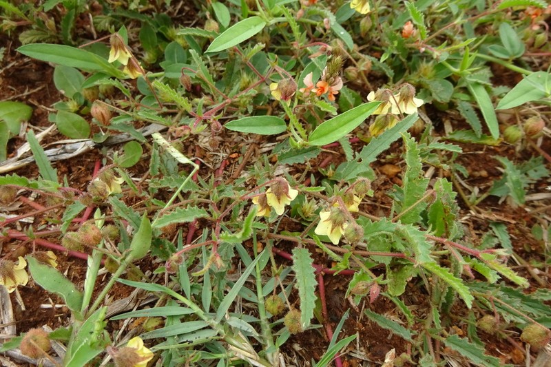 Hermannia quartiniana photo 7