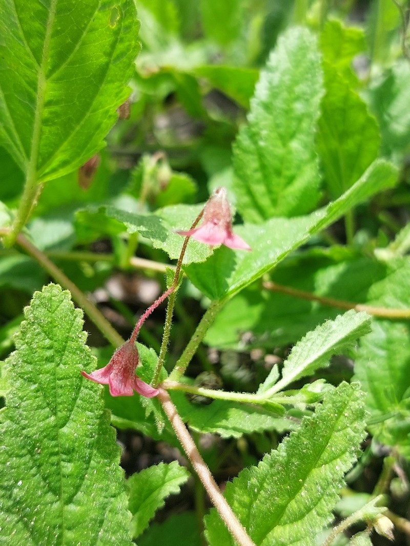 Hermannia quartiniana photo 8