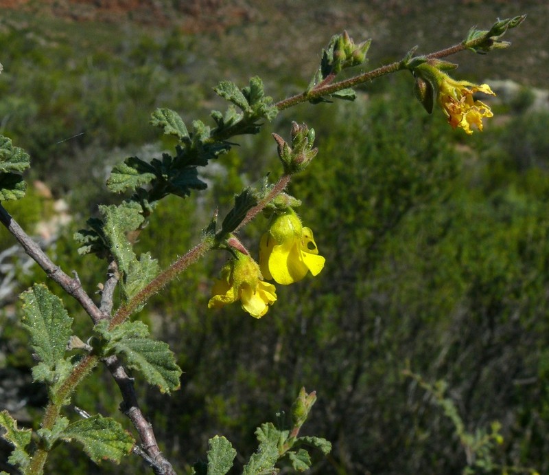 Hermannia rigida photo 2