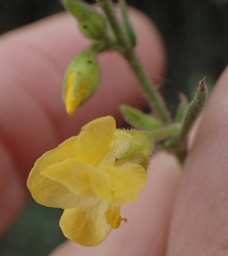 Hermannia rigida photo 3