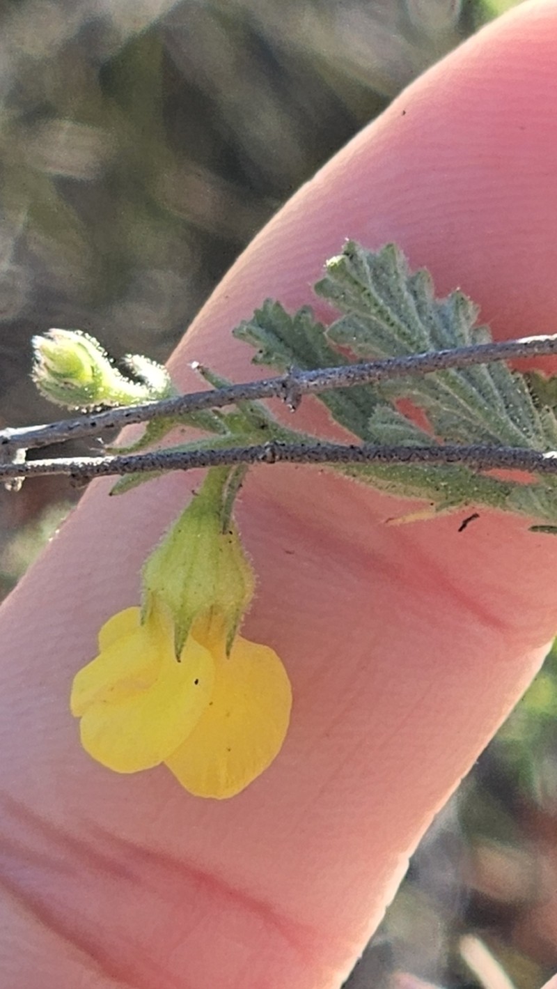 Hermannia rigida photo 4