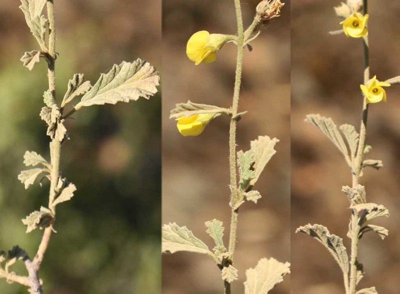 Hermannia rigida photo 5