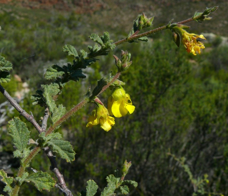 Hermannia rigida photo 6