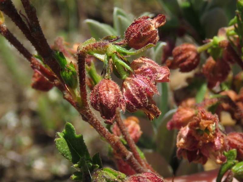 Hermannia rudis