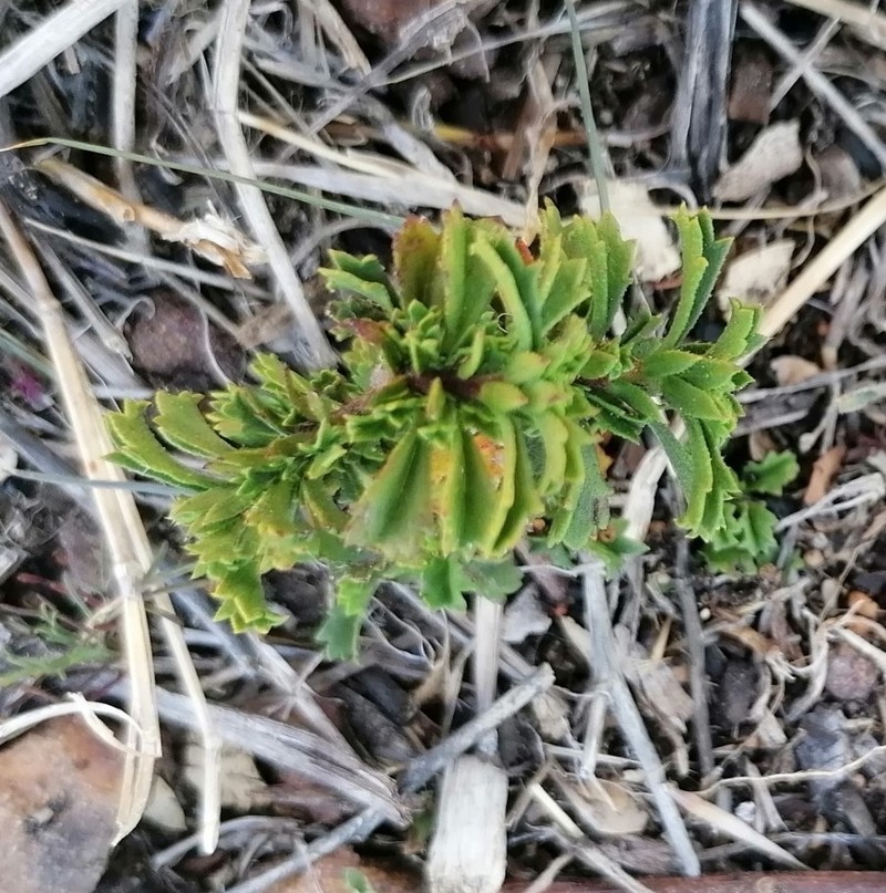Hermannia rudis photo 2