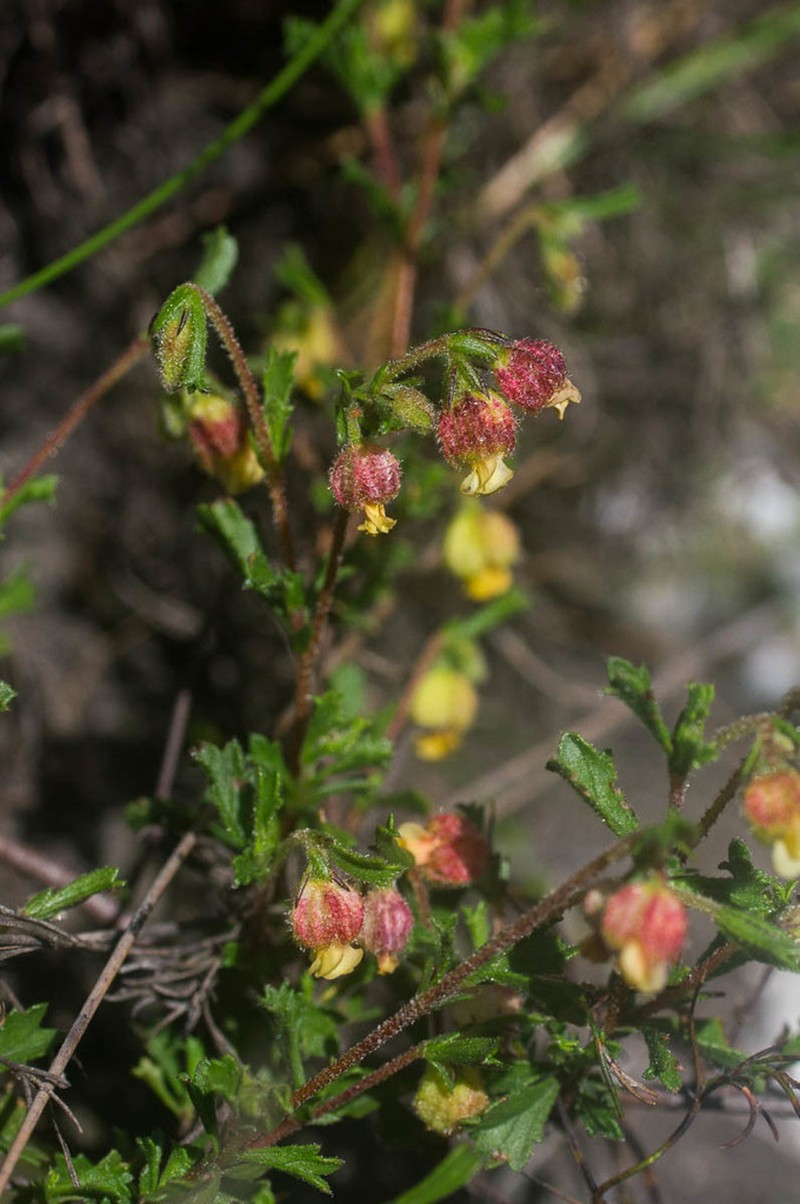 Hermannia rudis photo 3