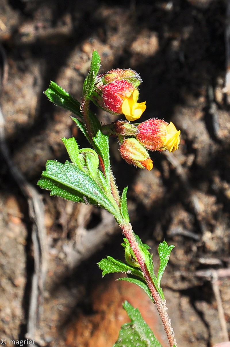 Hermannia rudis photo 5