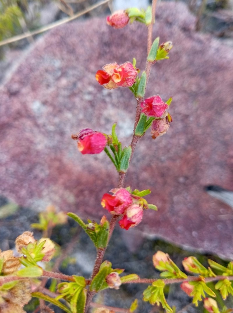 Hermannia rudis photo 7