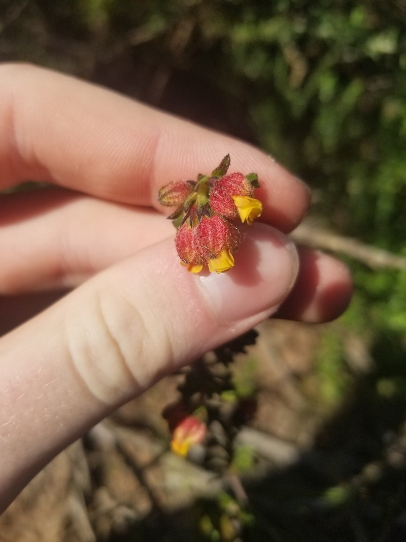 Hermannia rudis photo 8