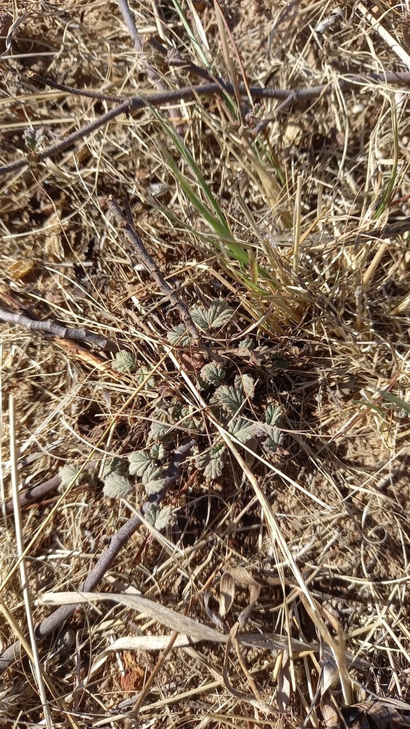 Hermannia rugosa photo 2