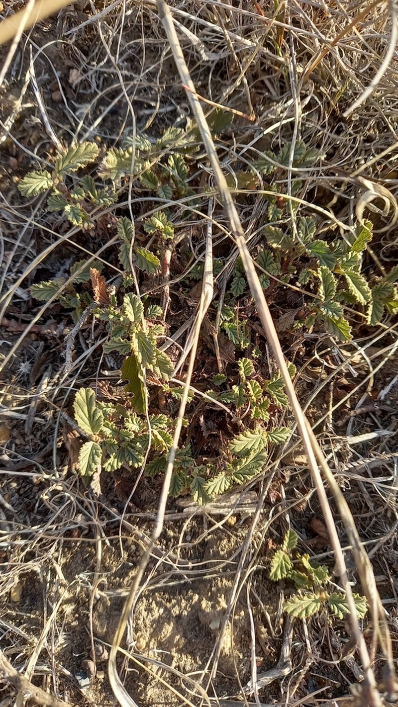 Hermannia rugosa photo 3