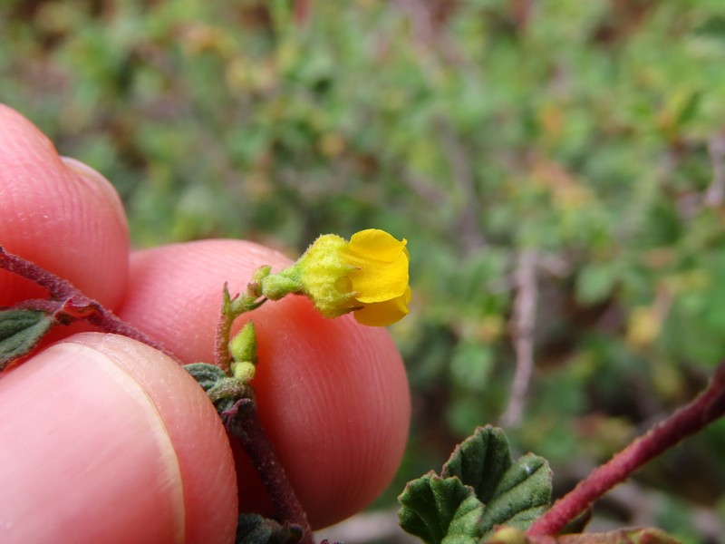 Hermannia rugosa photo 4