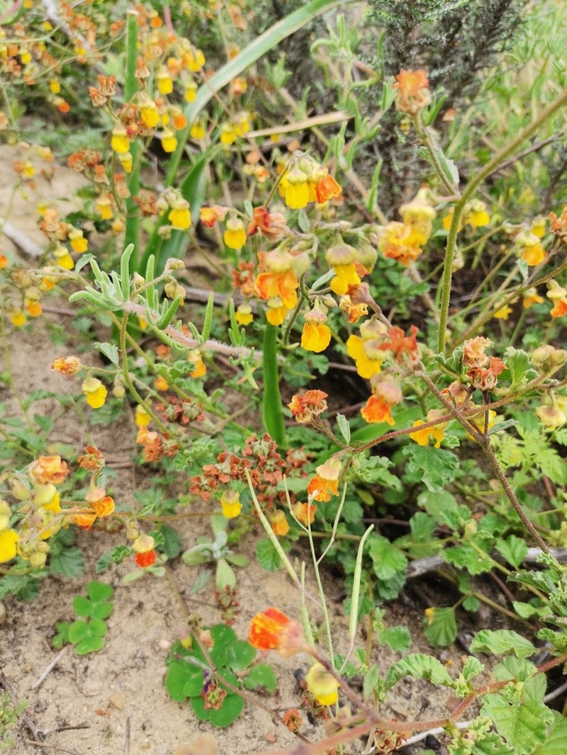 Hermannia rugosa photo 5