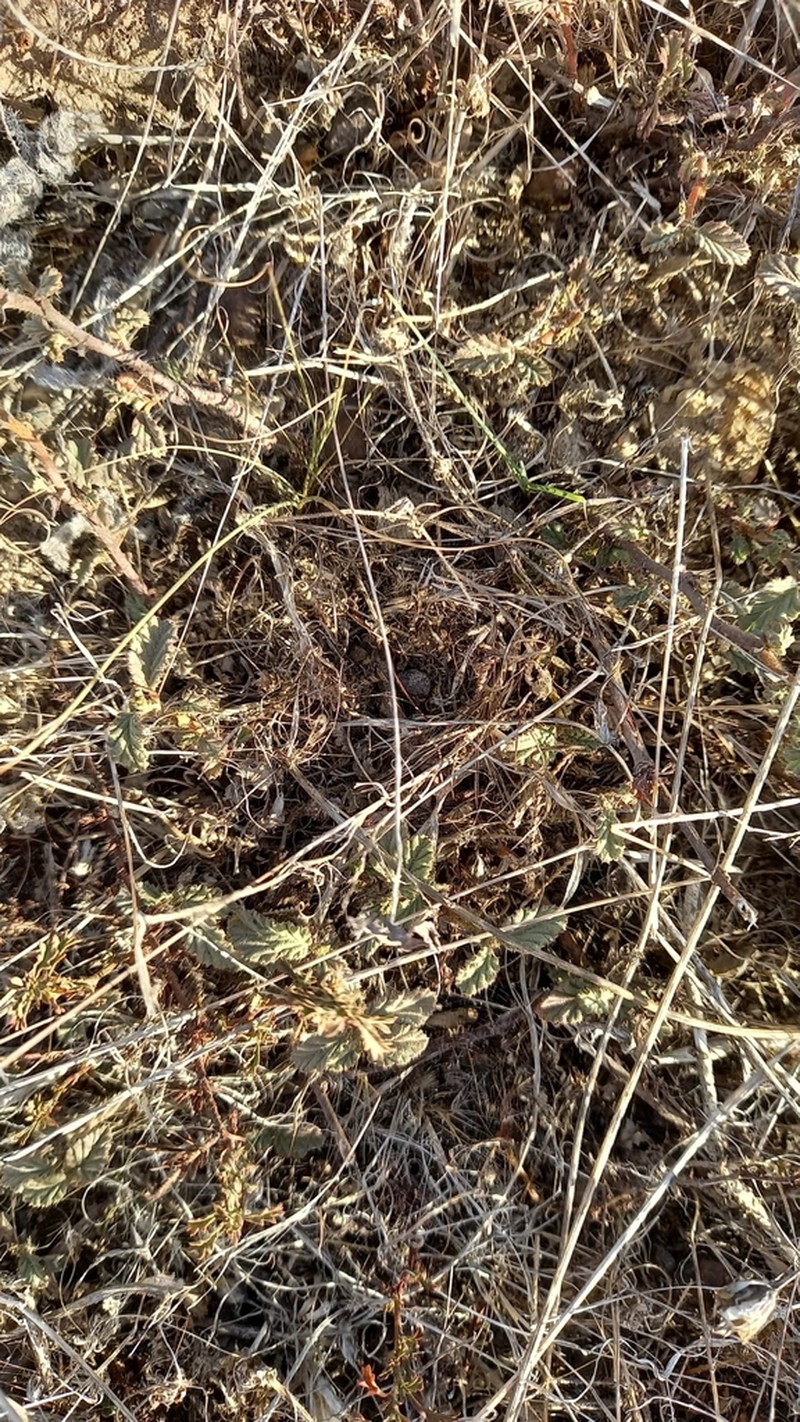 Hermannia rugosa photo 6